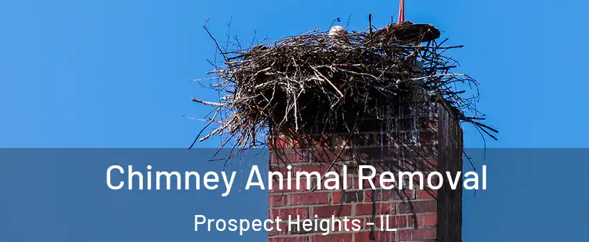  Chimney Animal Removal Prospect Heights - IL